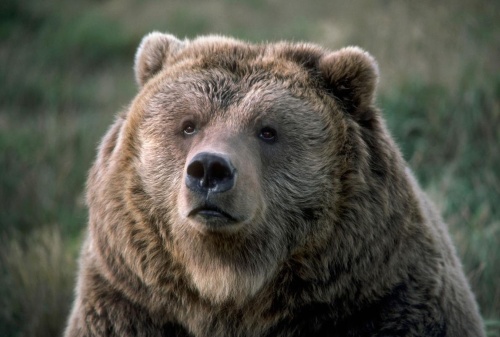 人を襲ったクマは殺されるべきか ナショナルジオグラフィック日本版サイト