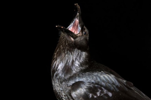 カラスが仲間の葬式をするって本当 ナショナルジオグラフィック日本版サイト