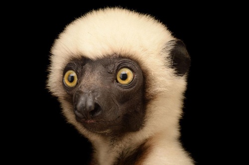 写真は動物たちを絶滅から救えるか ナショナルジオグラフィック日本版サイト 写真は動物たちを絶滅から救えるか ナショナルジオグラフィック日本版サイト