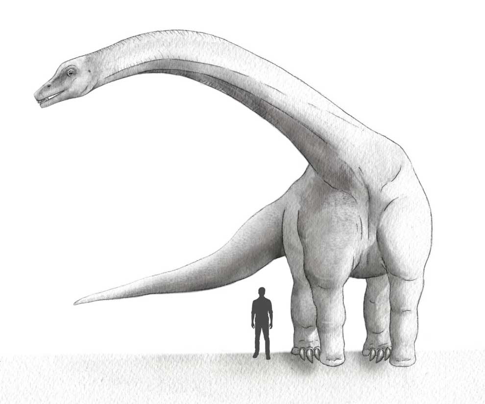 史上最大の超巨大恐竜に異論 60トンが40トンに ナショナルジオグラフィック日本版サイト