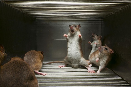 動物って笑うの ナショナルジオグラフィック日本版サイト 動物って笑うの ナショナルジオグラフィック日本版サイト