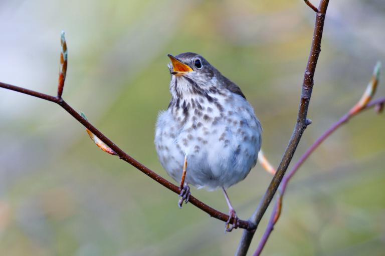 小さい鳥の歌声はなぜ美しい ナショナル ジオグラフィック日本版サイト