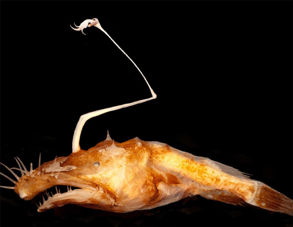 深海で 悪夢のような 新種のアンコウを発見 ナショナルジオグラフィック日本版サイト