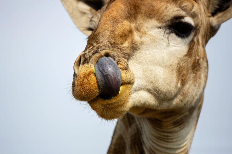 動物は鼻がつまったらどうするのか ナショナル ジオグラフィック日本版サイト