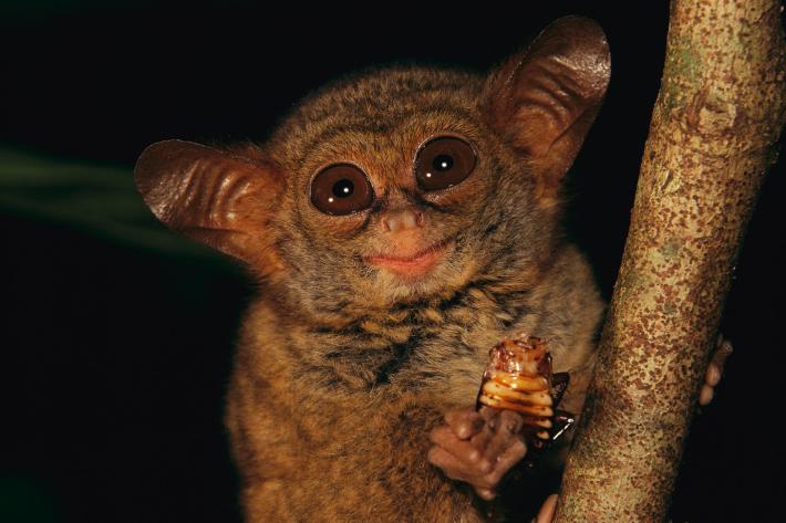 ナショジオ厳選 キュートな生き物フォトギャラリー ナショナル ジオグラフィック日本版サイト