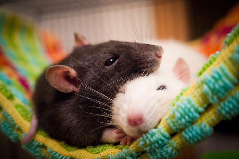 ネズミが餌にありつく夢を見る可能性 英研究 ナショナルジオグラフィック日本版サイト
