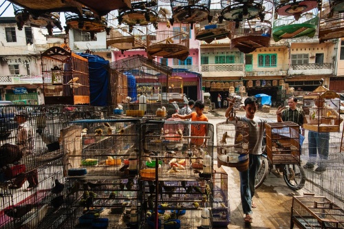 約2万羽の鳥を違法販売 インドネシア3市場で ナショナルジオグラフィック日本版サイト