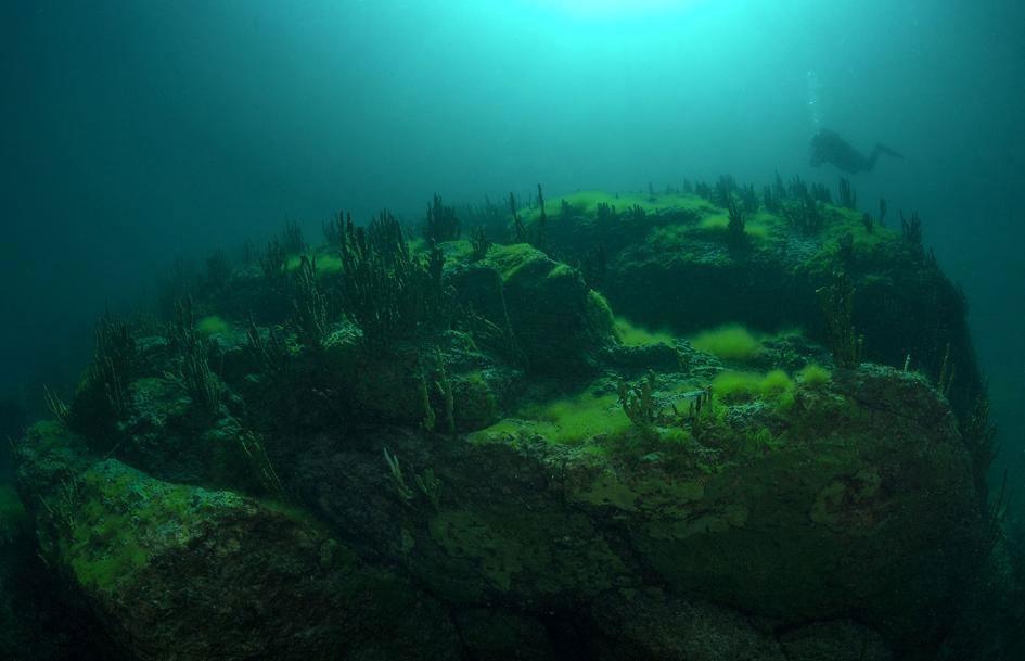 グリーンスライムがバイカル湖で大発生、ロシア | ナショナル ジオ