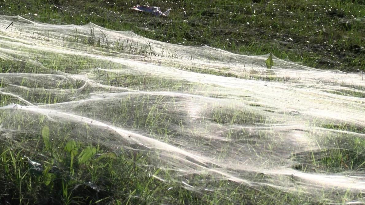 800メートルの巨大クモの巣見つかる 米国 ナショナルジオグラフィック日本版サイト