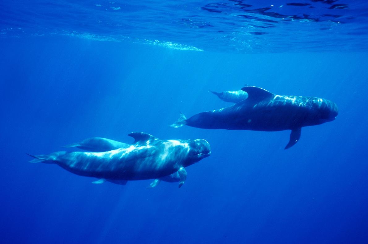 クジラが鼻に魚を詰まらせ死亡 オランダ ナショナルジオグラフィック日本版サイト