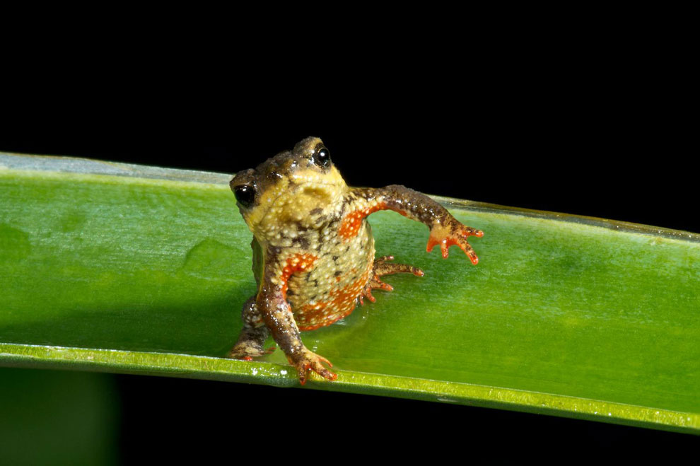 レアな繁殖法をもつヒキガエル3種を同時に発見 | ナショナル ジオ
