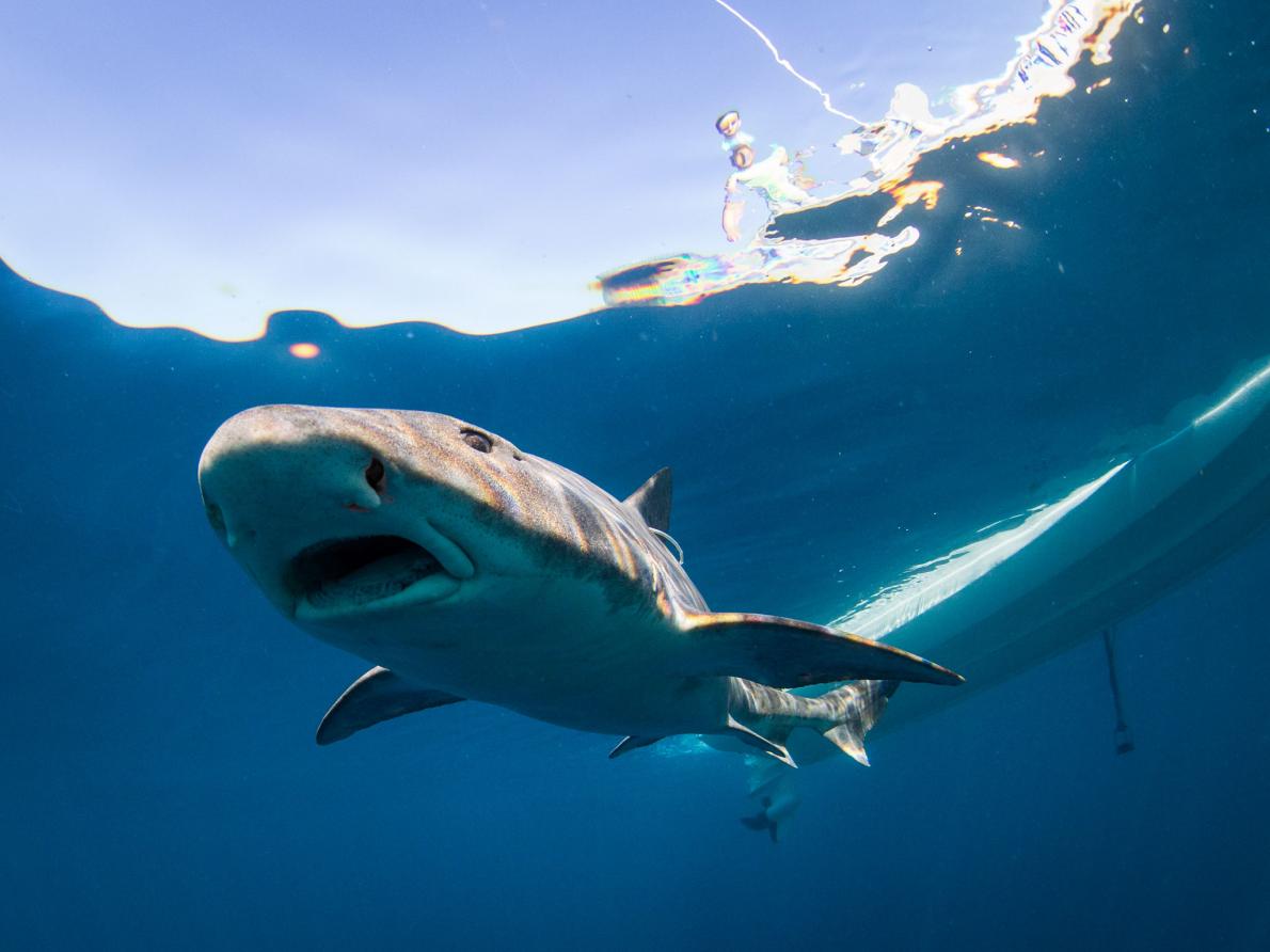 サメが広大な海を回遊できる理由が明らかに ナショナルジオグラフィック日本版サイト