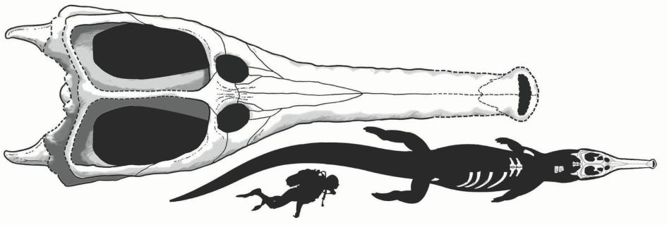2000年 海生生物化石 陆地生物变身海洋化石----中国科学院