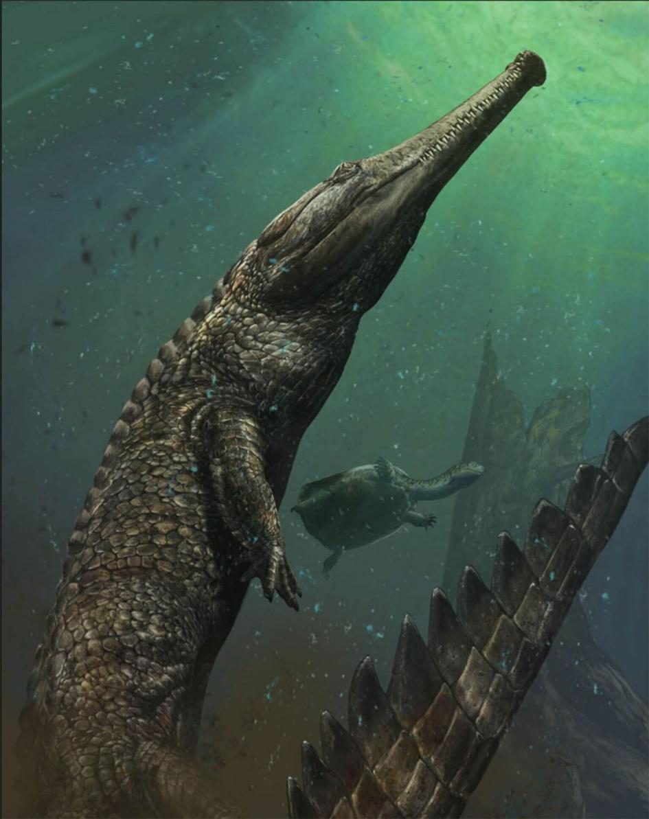 史上最大の海生ワニの化石を発見 チュニジア ナショナルジオグラフィック日本版サイト