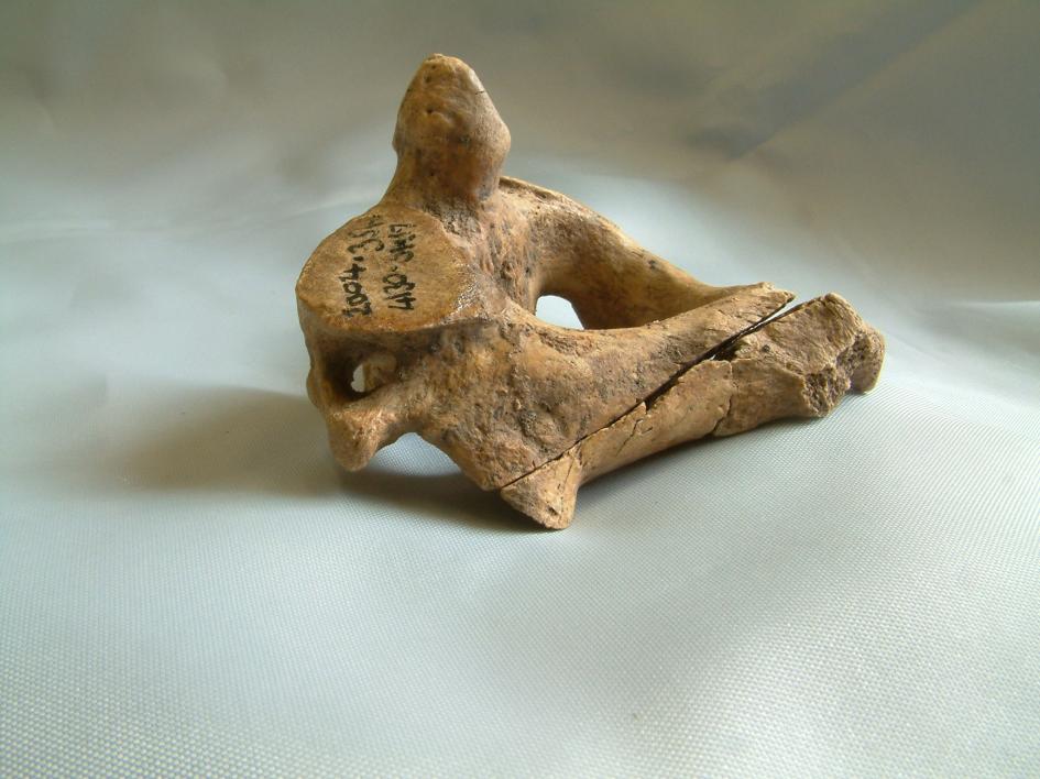 古代ローマ期の英国に中東から来た男、剣闘士か | ナショナル ジオ