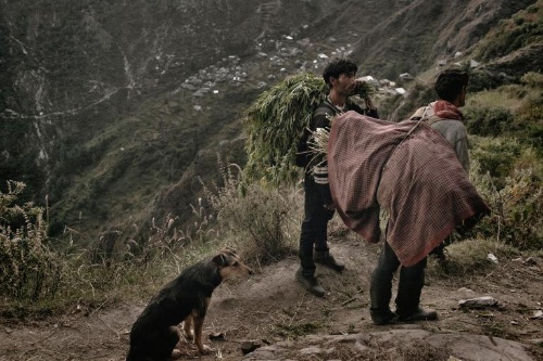 大麻栽培の村を撮影した インド高地 ナショナルジオグラフィック日本版サイト