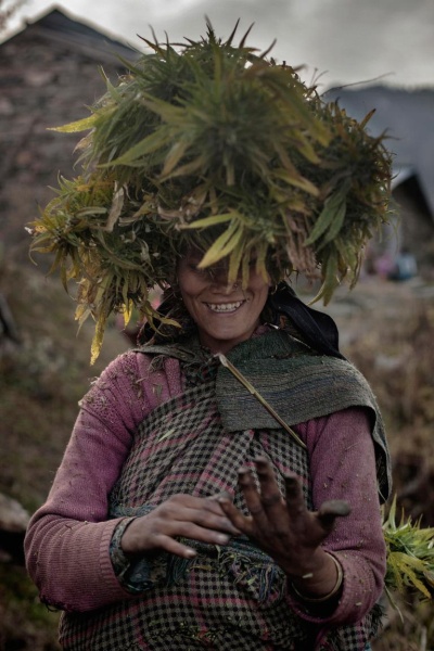 大麻栽培の村を撮影した インド高地 ナショナルジオグラフィック日本版サイト 大麻栽培の村を撮影した インド高地 ナショナルジオグラフィック日本版サイト
