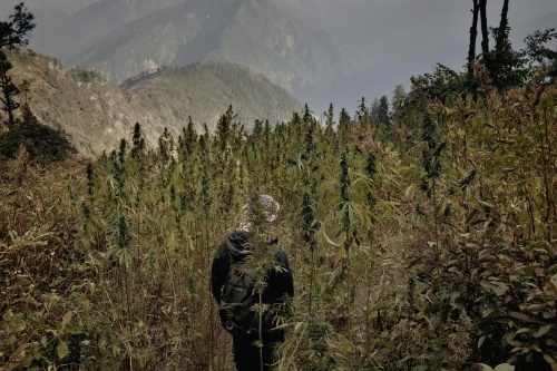 大麻栽培の村を撮影した インド高地 ナショナルジオグラフィック日本版サイト