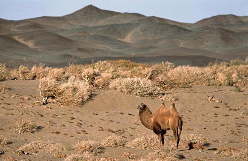 ゴビ砂漠の希少な野生ラクダ 絶滅から救えるか ナショナルジオグラフィック日本版サイト