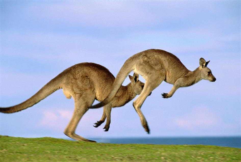 高く 素早く ジャンプする動物の写真13枚 ナショナルジオグラフィック日本版サイト