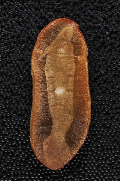謎の古代生物タリーモンスターの正体がついに判明 ナショナルジオグラフィック日本版サイト 謎の古代生物タリーモンスターの正体がついに判明 ナショナルジオグラフィック日本版サイト