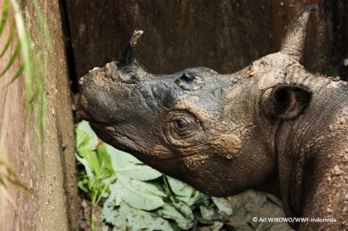 絶滅寸前のサイ、保護のため捕獲後に死亡ナショナルジオグラフィック日本版サイト