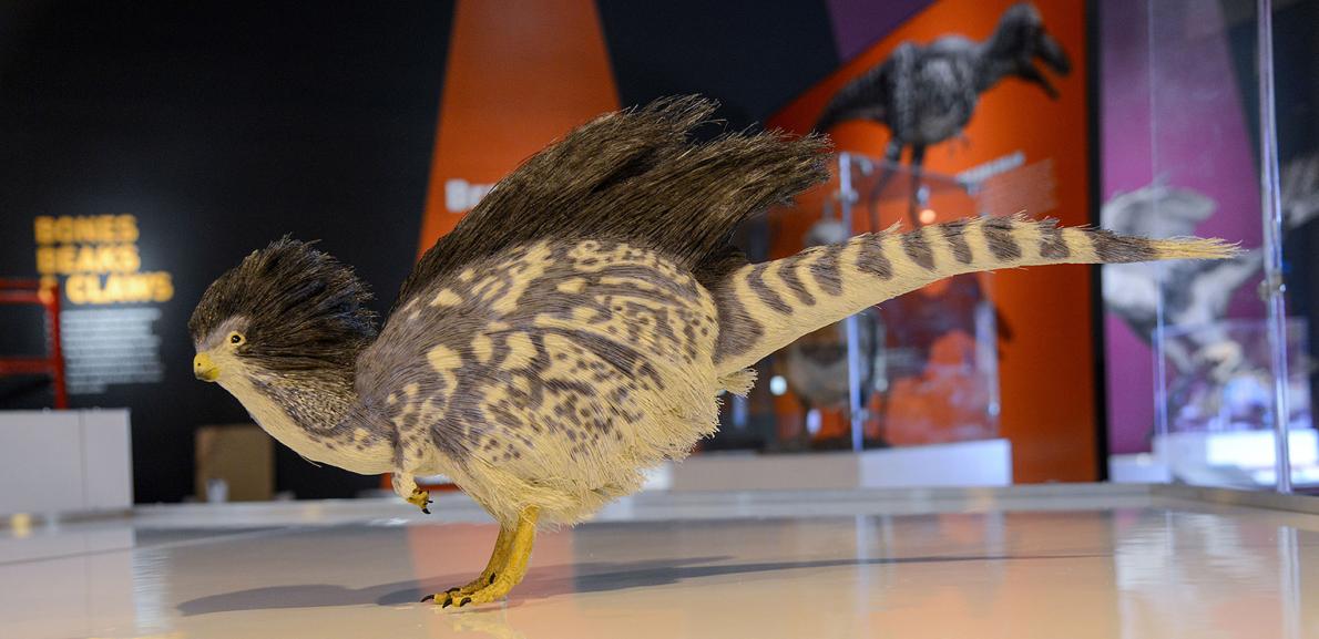 驚きの恐竜展を開催 もはや鳥展 米nyで ナショナル ジオグラフィック日本版サイト