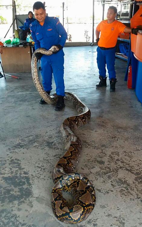 7 5mの巨大ヘビ見つかるも 数日後に謎の死 ナショナルジオグラフィック日本版サイト