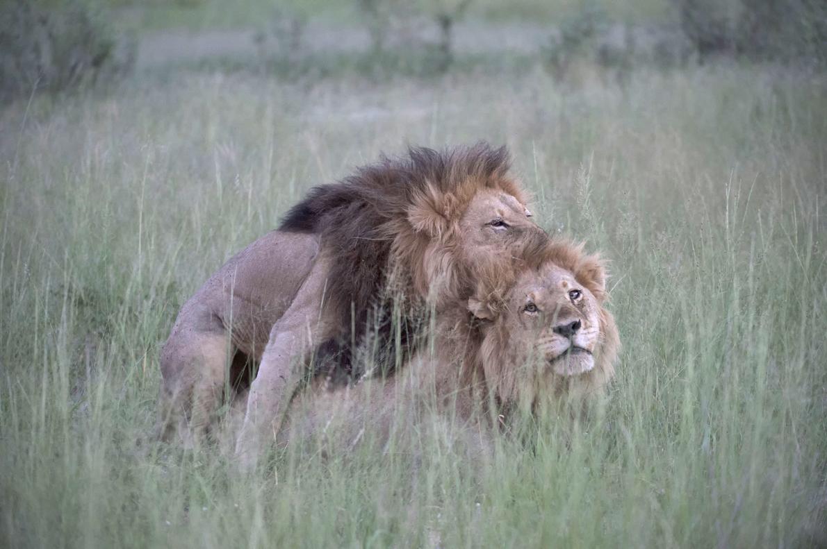 「同性愛ライオン」がネットで話題、真相は ナショナルジオグラフィック日本版サイト 