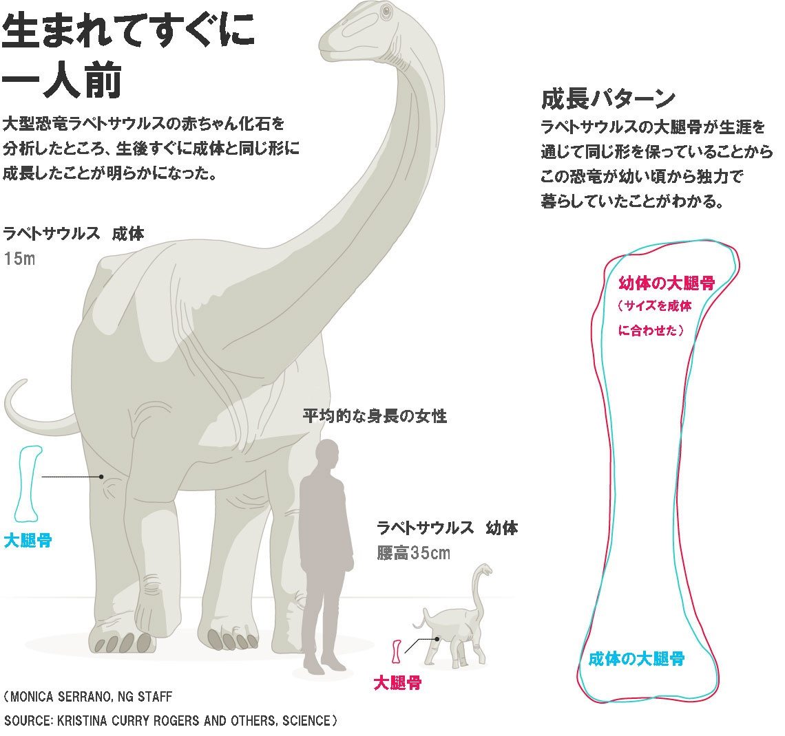 巨大恐竜の赤ちゃん 自力で生活していた ナショナルジオグラフィック日本版サイト