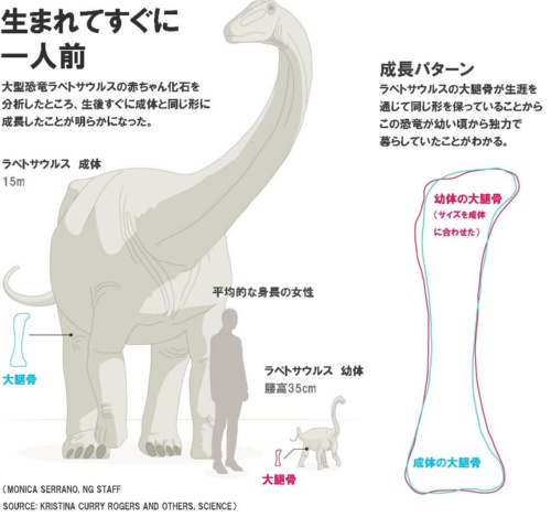巨大恐竜の赤ちゃん 自力で生活していた ナショナルジオグラフィック日本版サイト 巨大恐竜の赤ちゃん 自力で生活していた ナショナルジオグラフィック日本版サイト