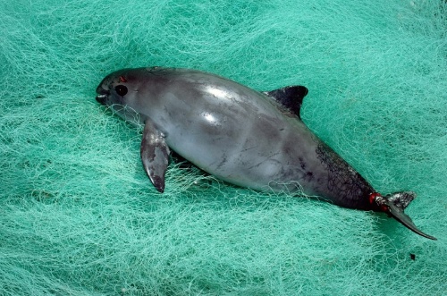 コガシラネズミイルカが60頭に激減、絶滅のおそれナショナルジオグラフィック日本版サイト