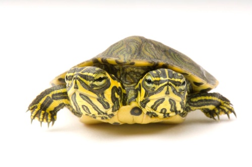 驚くほどかわいい 世界のカメ 写真17点 ナショナルジオグラフィック日本版サイト 驚くほどかわいい 世界のカメ 写真17点 ナショナルジオグラフィック日本版サイト