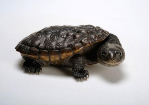 驚くほどかわいい 世界のカメ 写真17点 ナショナルジオグラフィック日本版サイト