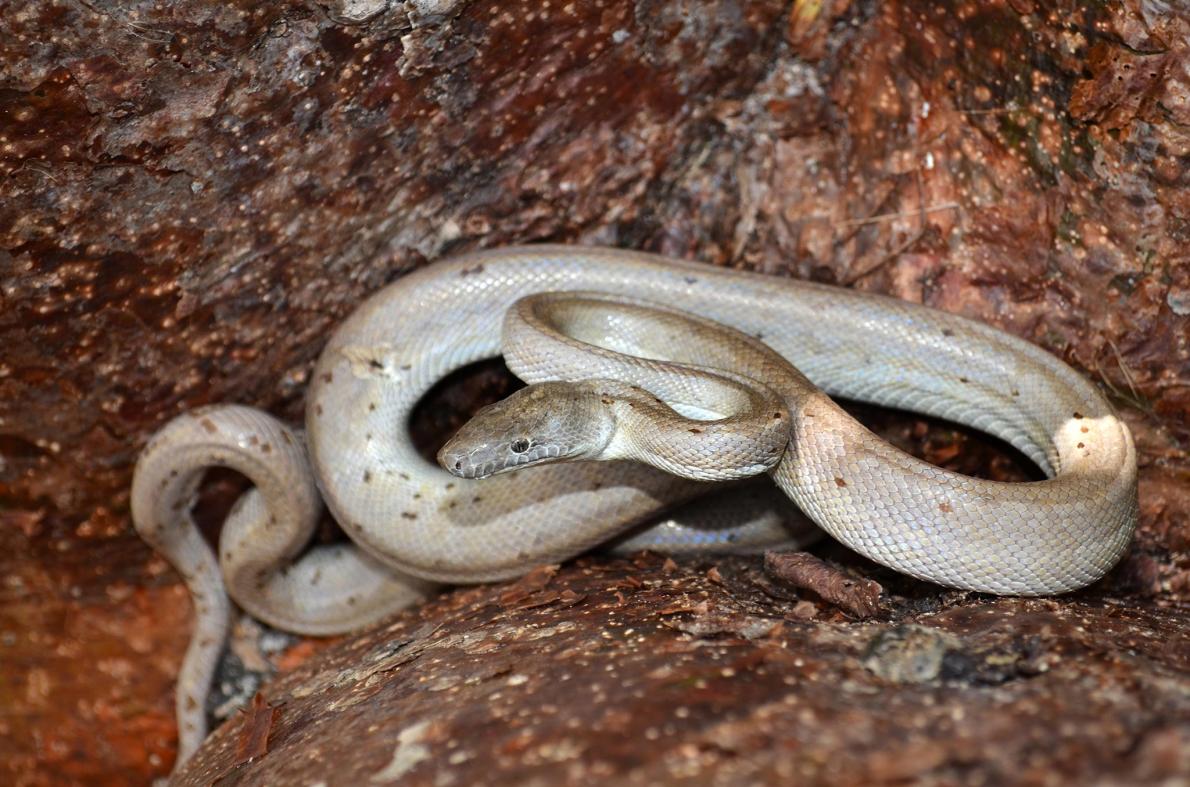 銀色の新種ヘビ発見 絶滅の恐れも バハマ無人島 ナショナルジオグラフィック日本版サイト