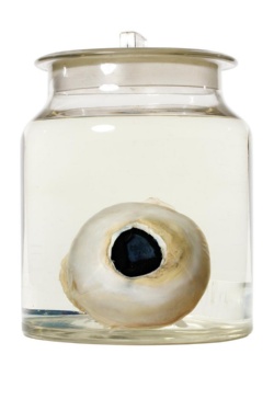 ダイオウイカは最大m超 論文めぐり論争勃発 ナショナル ジオグラフィック日本版サイト ダイオウイカは最大m超 論文めぐり論争勃発 ナショナル ジオグラフィック日本版サイト