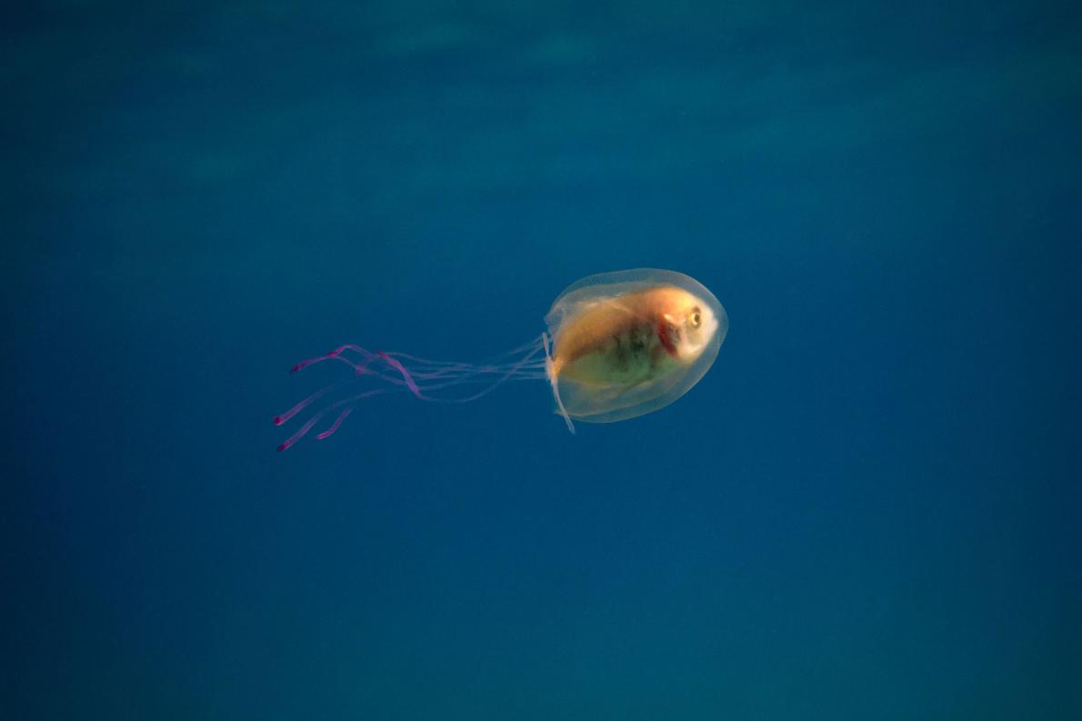 珍写真 クラゲに入った魚 が話題 専門家に聞いた ナショナル ジオグラフィック日本版サイト
