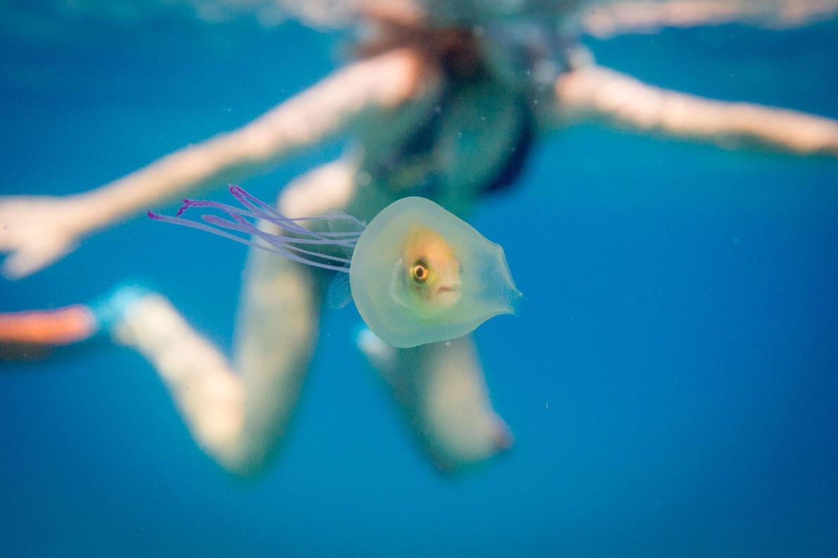 珍写真 クラゲに入った魚 が話題 専門家に聞いた ナショナルジオグラフィック日本版サイト