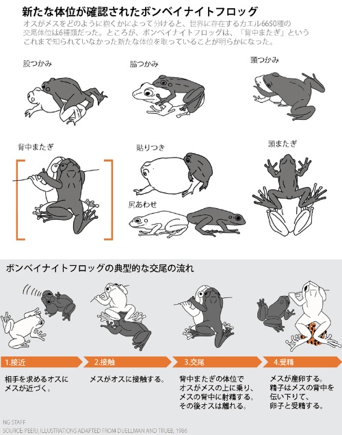 動画 カエルの交尾に 7番目の体位 発見 ナショナルジオグラフィック日本版サイト