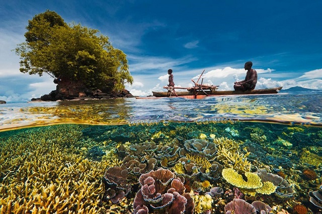 46カ国でサンゴ礁の大調査 意外な傾向が判明 ナショナルジオグラフィック日本版サイト