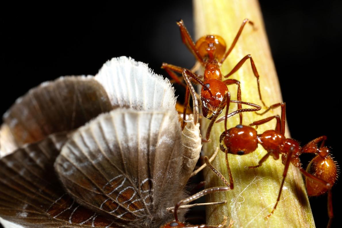 アリはなぜ無視 アリの餌を盗むチョウ 初の事例 ナショナルジオグラフィック日本版サイト