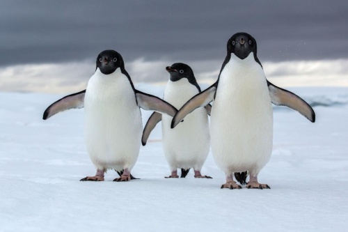 ペンギン繁殖地 今世紀中に最大60 が不適に ナショナルジオグラフィック日本版サイト