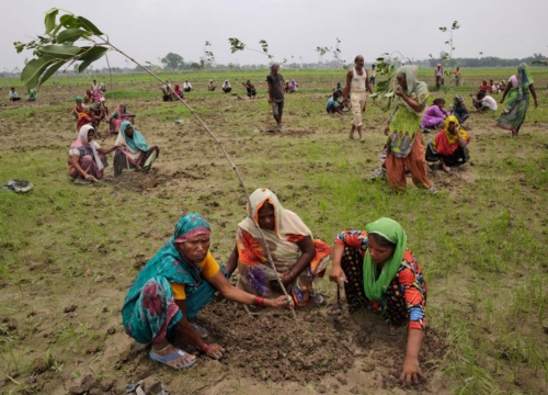 1日で5000万本を植樹、インドで世界記録ナショナルジオグラフィック日本版サイト