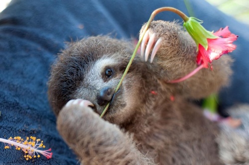 かわいすぎるナマケモノの赤ちゃん 笑顔の奥には ナショナルジオグラフィック日本版サイト