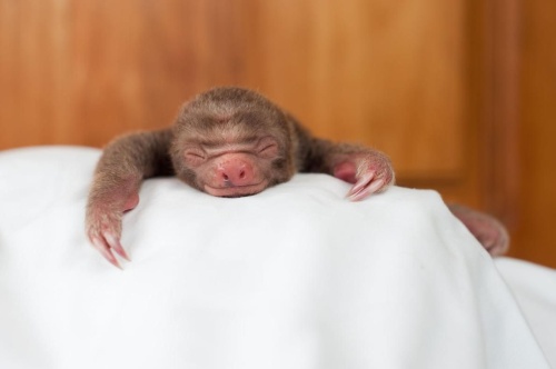 かわいすぎるナマケモノの赤ちゃん 笑顔の奥には ナショナルジオグラフィック日本版サイト
