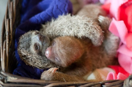 かわいすぎるナマケモノの赤ちゃん 笑顔の奥には ナショナルジオグラフィック日本版サイト