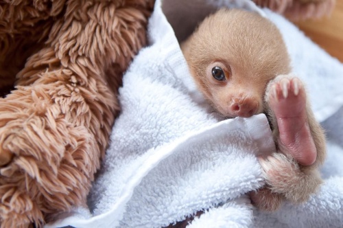 かわいすぎるナマケモノの赤ちゃん 笑顔の奥には ナショナルジオグラフィック日本版サイト