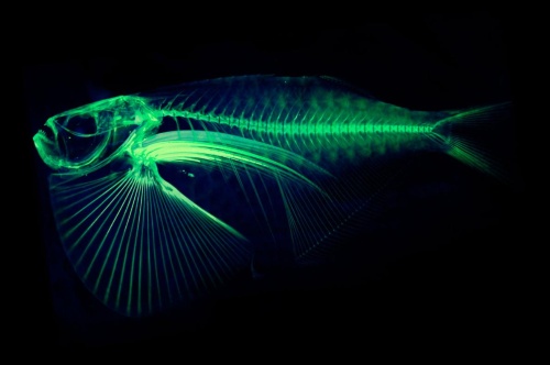 魚類スキャン計画がスタート 約3万種完遂目指す ナショナルジオグラフィック日本版サイト 魚類スキャン計画がスタート 約3万種完遂目指す ナショナルジオグラフィック日本版サイト