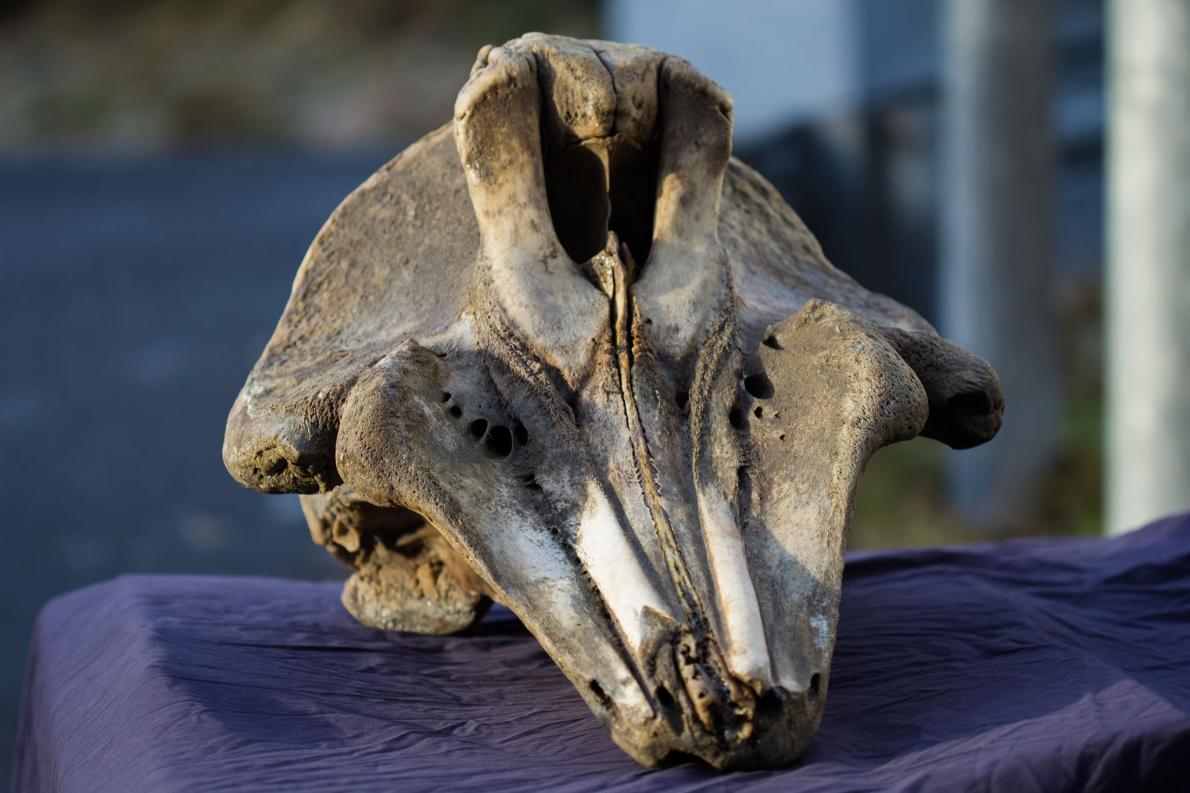 クジラの髭 約200cm 1967年 アラスカ クジラの髭 約200cm 1967年 アラスカ