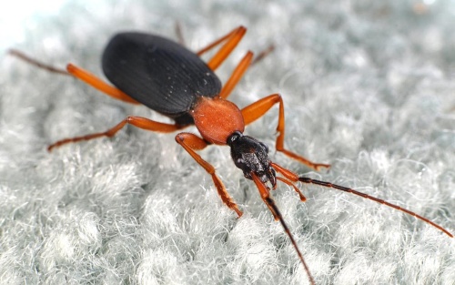 豊かな家ほど虫も豊富 虫にも ぜいたく効果 ナショナルジオグラフィック日本版サイト 豊かな家ほど虫も豊富 虫にも ぜいたく効果 ナショナルジオグラフィック日本版サイト